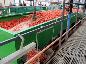 Recycled water is used to unload the large wagons of tomatoes that arrive hourly at the ConAgra processing plant in Dresden, Ont. Photo taken on Wednesday August 22, 2018. (Ellwood Shreve/Chatham Daily News)