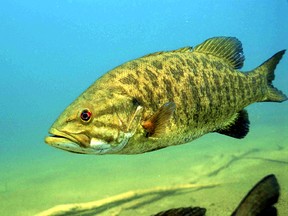 Smallmouth bass