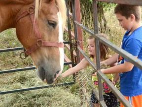 Jayla Sewell and her brother Nathan of Lindsay feed hay to Donna the Belgium horse during the Owen Sound Harvest for Hunger's Fun Day at the Parkin Farm on Saturday, August 11, 2018 east of Owen Sound, Ont.