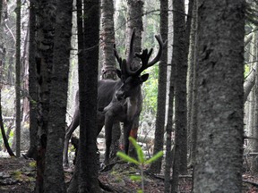 Photo supplied
Woodland caribou once thrived on the Slate Islands, such as in 2008 when the herd there was healthy.