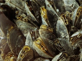 Since zebra mussels invaded Ontario's waters in the 1980s, there has been a decline in the numbers of Diporeia which normally make up to 70 percent of the living biomass in a healthy lake bottom. Species such as whitefish and other prey fish including alewife, bloater, smelt and sculpin directly depend on Diporeia as a food source.   Zebra Mussels by Heather Bickle/Ontario Ministry of Natural Resources