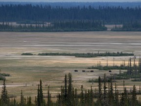 A herd of wild bison look for grazing ground on the Salt River plain in Wood Buffalo National Park, which straddles the borders of Alberta and Northwest Territories. Mike Drew/Postmedia Network