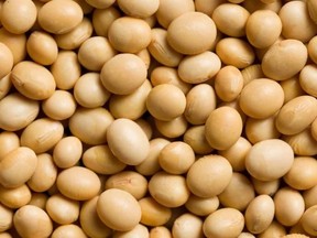 soybean