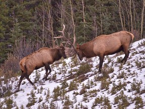 Two bull elk spar in Canmore on Saturday night, October 13, 2018. It is still rutting season and people are advised to stay far away from elk during this time of year. photo by Pam Doyle/www.pamdoylephoto.com