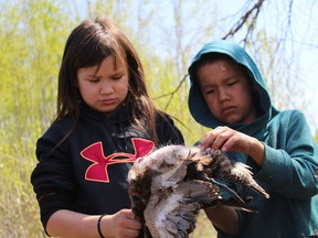 Two students pluck feathers from a duck as part of the Experiential Learning Initiative program held by the Northland School Division No. 61 outside Father R. Perin School in Janvier, Alta. on Tuesday, May 15, 2018. Vincent McDermott/Fort McMurray Today/Postmedia Network