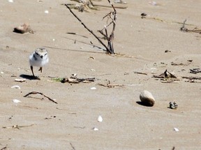 A piping plover chick at Sauble Beach. ( Denis Langlois/The Sun Times)