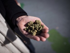 A man holds a handful of dried marijuana flowers on the day recreational cannabis became legal, in Vancouver, on Wednesday, October 17, 2018. . THE CANADIAN PRESS/Darryl Dyck