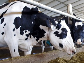 Holstein dairy cows