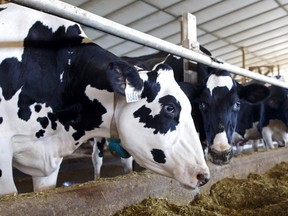 Holstein dairy cows are seen in their barn after being milked in Caledon, Ont. (Cole Burston/Getty Images)