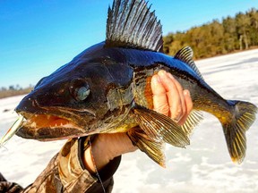 Walleye