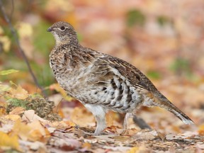 Ruffed grouse