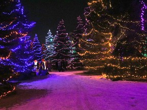 People check out the lights and decorations during the Christmas in Central Park celebrations in Spruce Grove on Nov. 24, 2018.