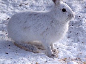 Snowshoe or varying hares are famous for the fact that they change from brown in summer to white in winter.  In response to shorter days, their legs and bellies start to turn in late September and by the end of October their white coats are very visible if the forest is still brown.