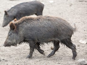 Poland has had 720 sites where wild boars have been detected with the disease and Germany has built a fence along its border with Poland. (File photo)