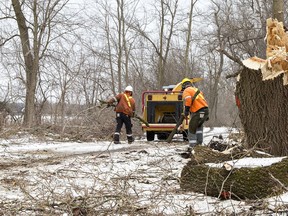 City of Brantford staff carry tree limbs to a chipper last year in the D'Aubigny Creek Park area of Brantford following last year's flooding.