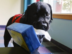 Hercules is a facility dog working at the Trenton Military Family Resource Centre, pulls a tissue from a box Monday, June 18, 2018 at the centre at Canadian Forces Base Trenton, Ont. While the tissue move is intended to lighten the mood, Hercules is adept at recognizing signs of anxiety and stress and then comforting the client. Luke Hendry/Postmedia Network