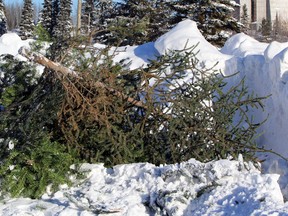 The City of Pembroke is continuing the service to residents of real Christmas tree disposal for the Christmas 2020-21 season.