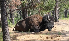 bison