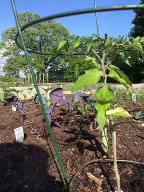 Community-Gardens