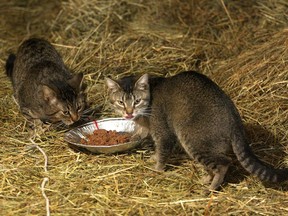 A couple of feral cats dine on cat food left by volunteers at a large feral cat population in a barn about 40 kilometres north of Kingston on Friday May 25 2018.  Ian MacAlpine/The Whig-Standard/Postmedia Network ORG XMIT: wW7zENPEgXqLeTFG_wN3