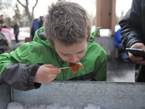 Noah Freeson gets a taste of maple taffy while taking part in the 18th annual Maple Sugar Festival held at Muskoseepi Park on Feb. 27, 2016.