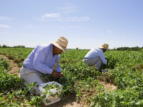 Migrant farm workers, many of them from Central and South America, like these men shown picking peas near London, provide the backbone of much of Southwestern Ontario's farm labour. Ottawa is moving to make it easier for foreign workers to move between jobs, so that they aren't tied to specific workplaces they may want to leave. But critics say such mobility, now time-consuming, is only a start to improving working conditions for temporary foreign workers.