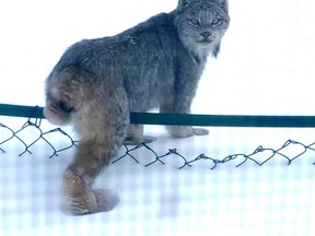 A file photo of a lynx taken in Val Caron.

Supplied