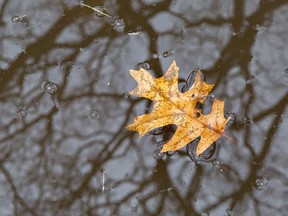 Raindrops fall Thursday afternoon on a puddle where an oak leaf floats, reflecting the branches it fell from months ago, on the grounds of Glenhyrst Art Gallery on Ava Road. 
Brian Thompson/The Expositor