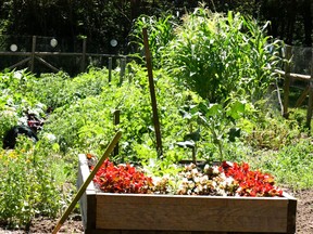 What are you growing in your garden? (file photo)