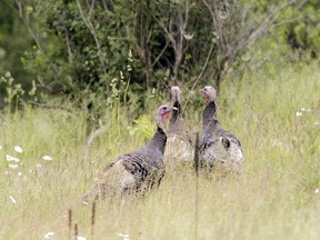 Wild turkey season gets underway April 25 in Ontario.