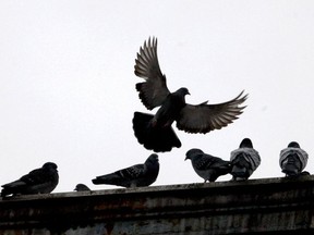 The City of Melfort will not make changes in its livestock bylaw to allow racing pigeons within city limits.
Ronald Zajac/Postmedia Network