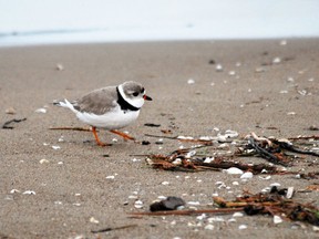 A piping plover at Sauble Beach in this April 23, 2019 file photo.