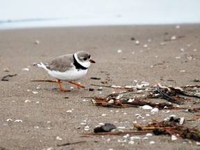 One of the first piping plovers to arrive at Sauble Beach this spring forages for food on a rainy morning Tuesday, April 23, 2019. Denis Langlois/The Owen Sound Sun Times/Post Media Network