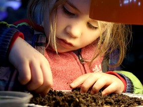 A very focused Isabella Boniferro, 5, looks for worms during Sault Ste. Marie Science Festival's Science Carnival at The Machine Shop in Sault Ste. Marie, Ont., on Saturday, April 25, 2019. (BRIAN KELLY/THE SAULT STAR/POSTMEDIA NETWORK)
