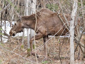 A rehabilitated moose makes its way into a forest near Sudbury.