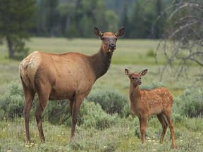 The west slope of Banff's Tunnel Mountain will be closed to reduce human/wildlife conflicts by providing a secure habitat for female elk during calving season which typically occurs from May 15 to June 30. Photo supplied.