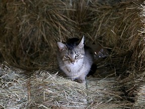 The city of Kingston is considering three animal welfare agencies to provide spaying and neutering services for stray and feral cats in Kingston on Thursday, May 2, 2019.  
Ian MacAlpine/The Whig-Standard/Postmedia Network