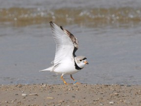 An Owen Sound judge has upheld convictions against South Bruce Peninsula for twice violating the Endangered Species Act by its 2017 raking and flattening endangered piping plover beach habitat.