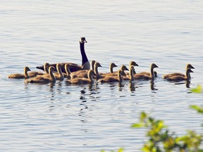Seventeen baby Canada geese swim in the St. Lawrence River near Summerstown, Ont. Photo taken today, May 20, 2012, Calvin D. Hanson.