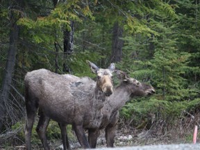 Reminder that moose and bear are out on the roadways. Please use caution when driving in the area.