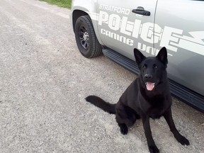Jack, the Stratford police dog, helped track down a suspect on the weekend. The city man is facing multiple charges. (File photo)
