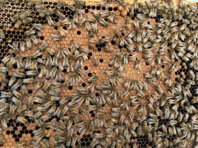 Honeybees in one of Bill Kirby's hives on his property near Yarker, Ont. on Thursday, May 30, 2019. (Elliot Ferguson/Postmedia Network)
