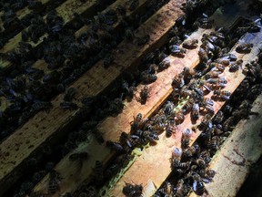 Kingston-area beekeepers have seen as many as 60 per cent of their bees die this year, a trend being seen across Ontario.
