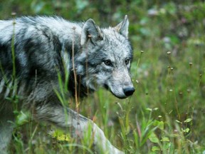 A wolf in Banff National Park. MIKE DREW POSTMEDIA ARCHIVES.