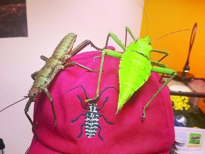 Two of the residents of Entomica embellish an official (occupied) bug hat. ENTOMICA PHOTO/FACEBOOK