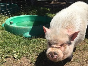 Ralphy's Retreat animal sanctuary will be leaving Norfolk and relocating to Simcoe County in December.