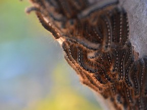Tent caterpillars last took hold of Prince George in 2014 and haven't been seen since.