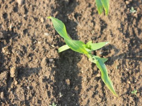 corn planting deadline