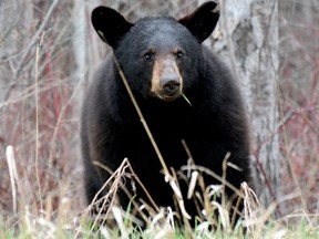 A file photo of a yearling black bear chowing down on grass.