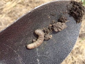 A cutworm is shown after being dug out of a farmer's field. Photo Supplied by Chris Allam